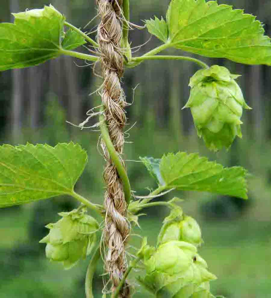 Coir Twine for Hops Farming.
