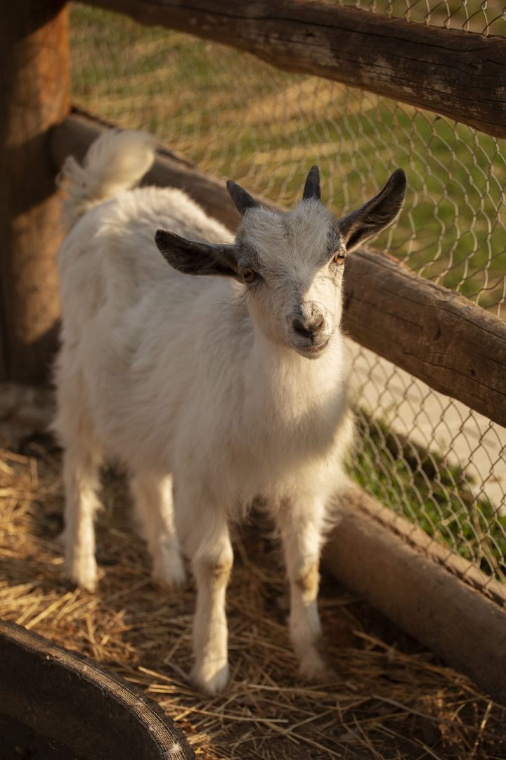 cute-goat-farmhouse (1)