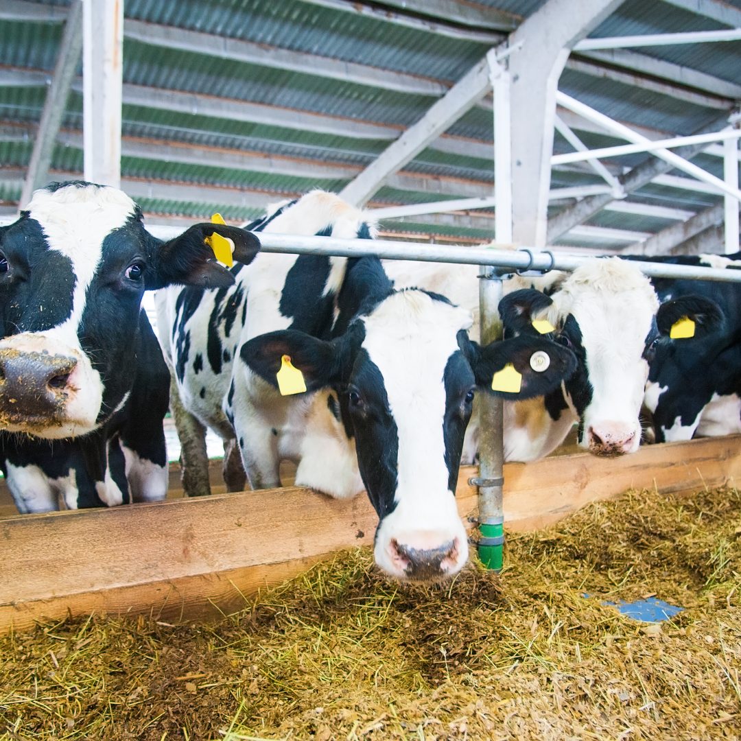 Dairy Cow Feed