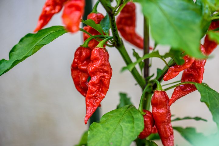 Untitled design - 2025-09-24T180619.774