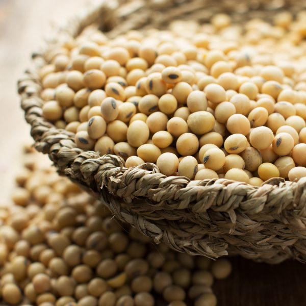 Surya Agro Impex (5)