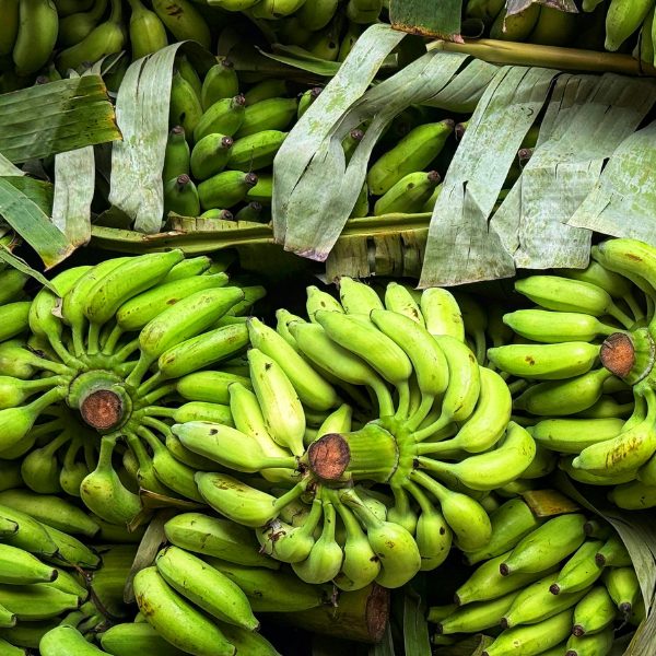 Surya Agro Impex (6)