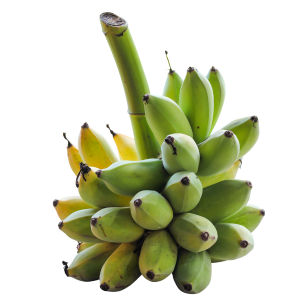 Surya Agro Impex (24)