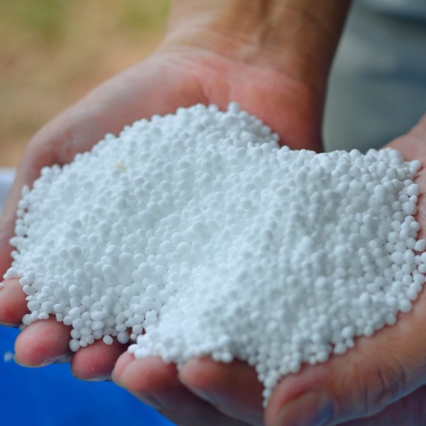 Ichiban For Export (35)