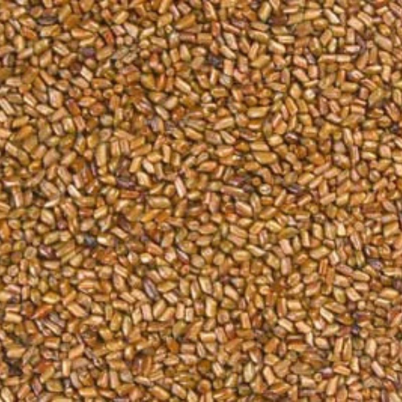 Cassia Tora Seed (1)