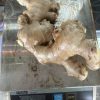 Fresh Ginger from Thailand for Export