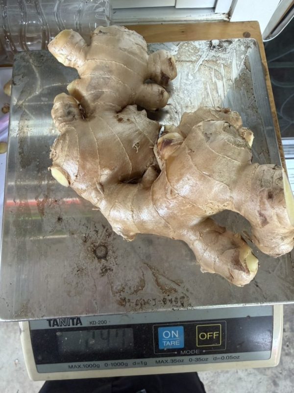Fresh Ginger from Thailand for Export