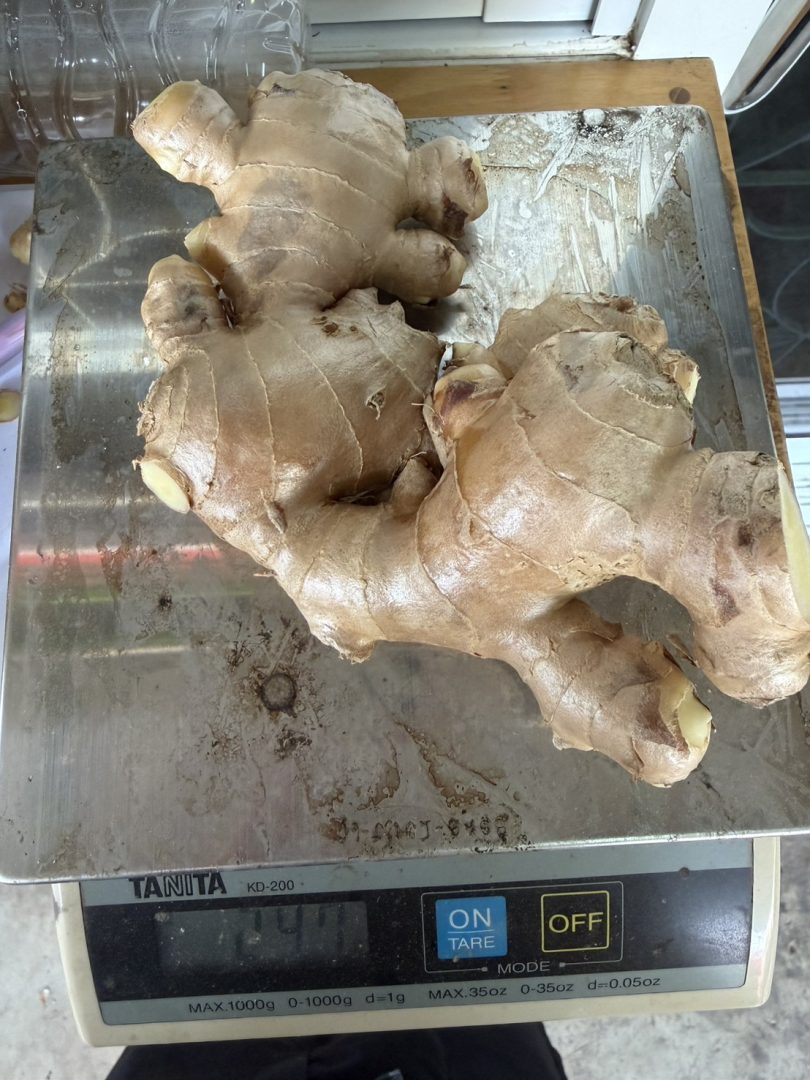Fresh Ginger from Thailand for Export