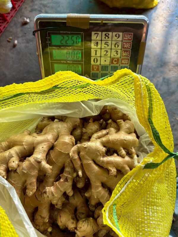 Fresh Ginger from Thailand for Export
