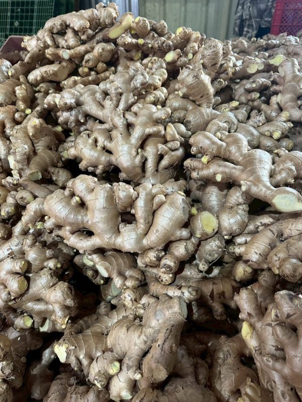 Fresh Ginger from Thailand for Export