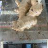 Fresh Ginger from Thailand for Export
