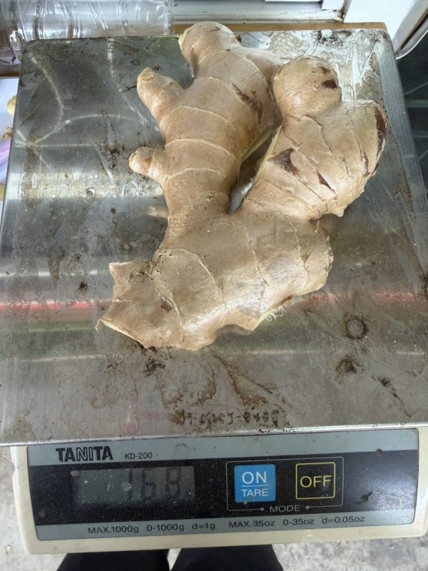 Fresh Ginger from Thailand for Export
