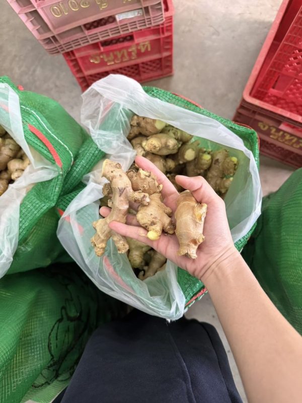 Fresh Ginger from Thailand for Export