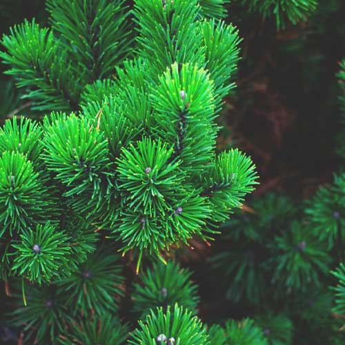 beta-pinene