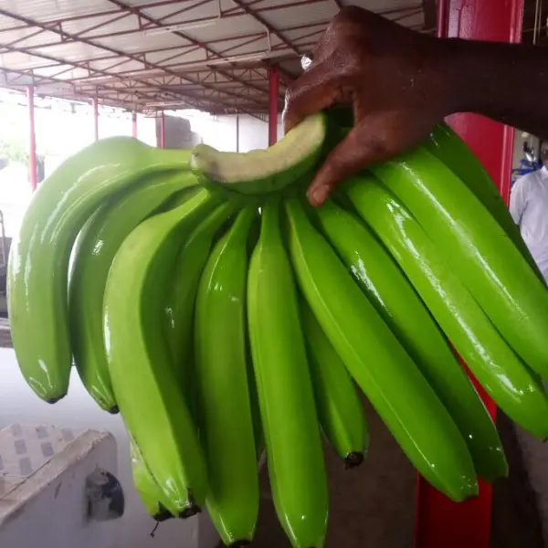 Cavendish Banana